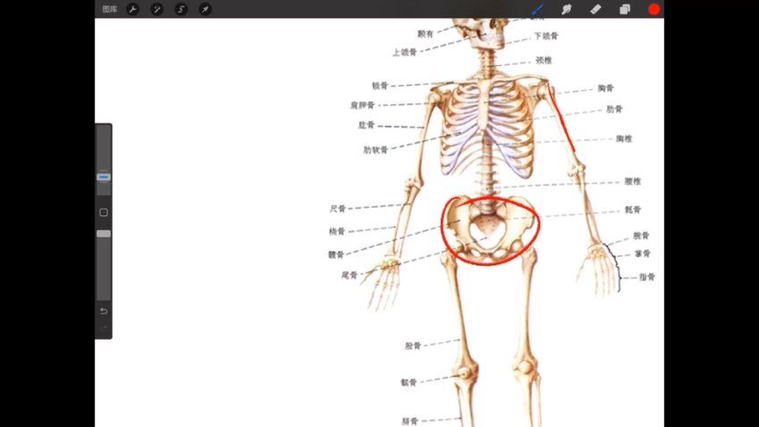 2024翔腿颓ipad插画课,基础+进阶